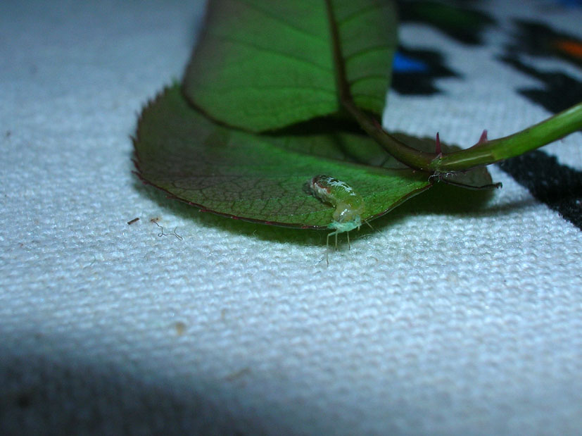 Larva cacciatrice di Episyrphus balteatus